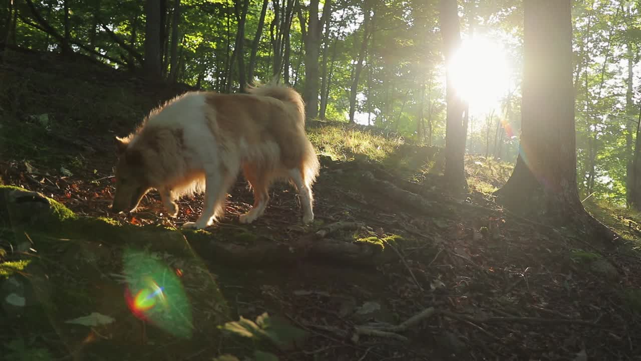 Collie Dog Walking Through Woods Sniffing Ground Slow Motion Backlit With Early Morning Sun