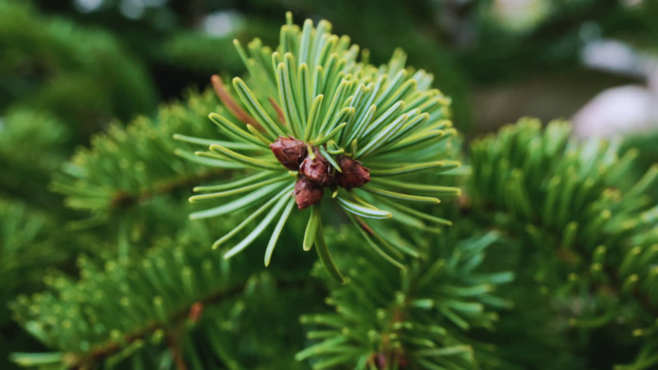 A detailed close up of green fir tree branches with fresh and vibrant needles