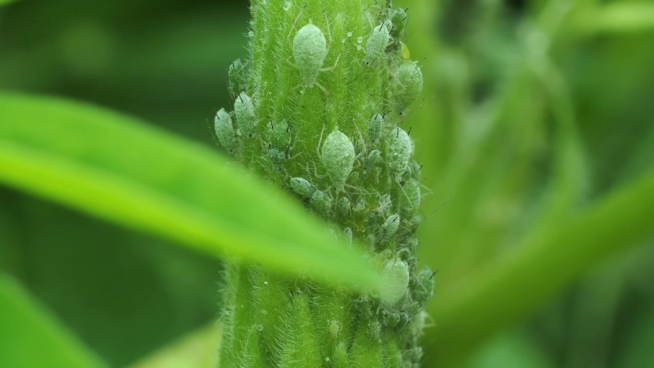 Infestação de pulgões de tremoço na flor do tremoço.