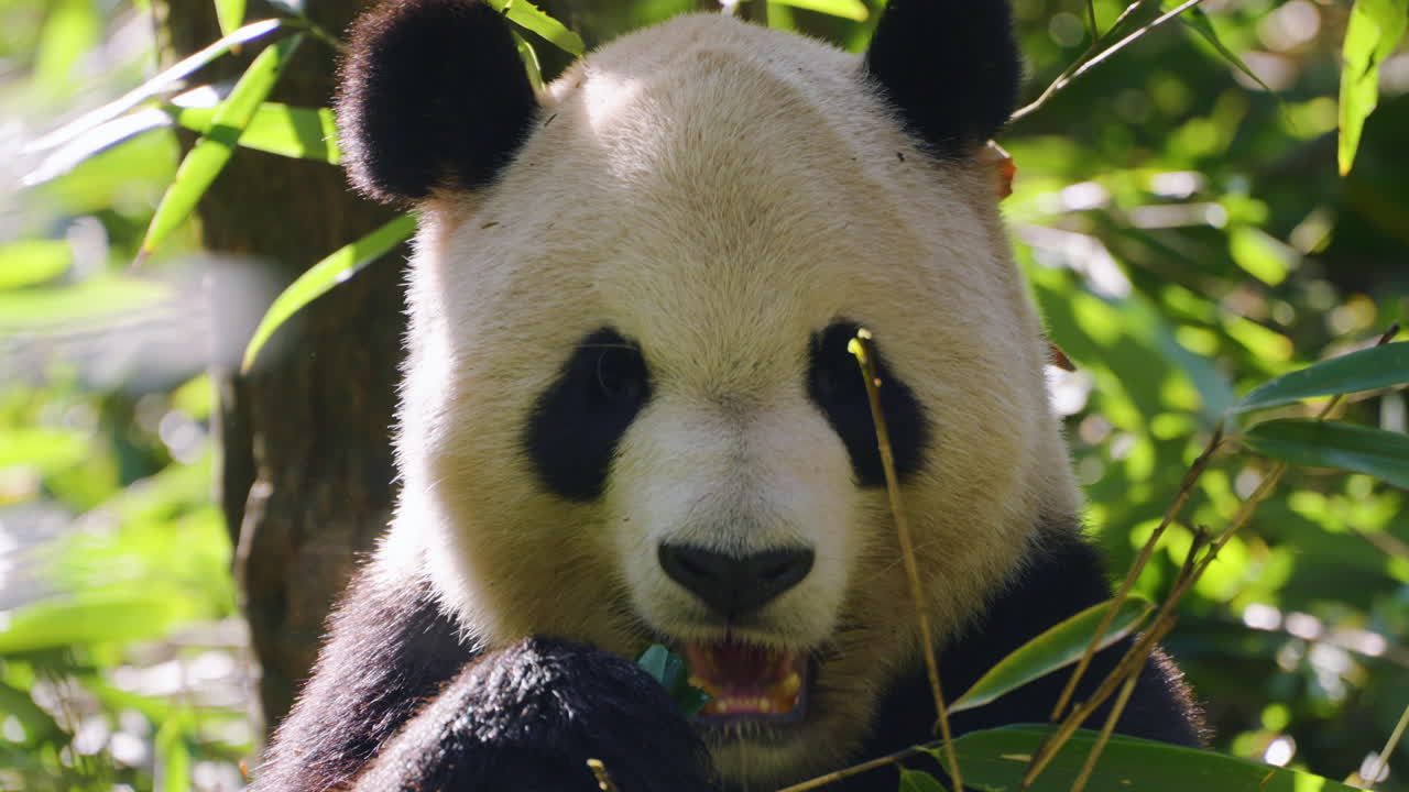 Panda velká líně jí čerstvý bambus na základně pand Dujiangyan blízko Čcheng-tu, Čína. Detailní záběr.