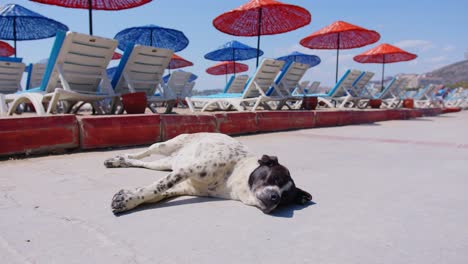 happy stray tired dog lying on beach sidewalk moving tail in sunny summer day