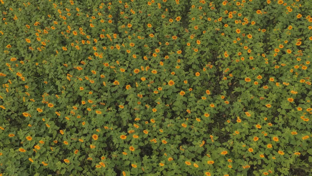 Filari di girasoli dorati in campagna, scena in piena luce del giorno, Paesi Bassi