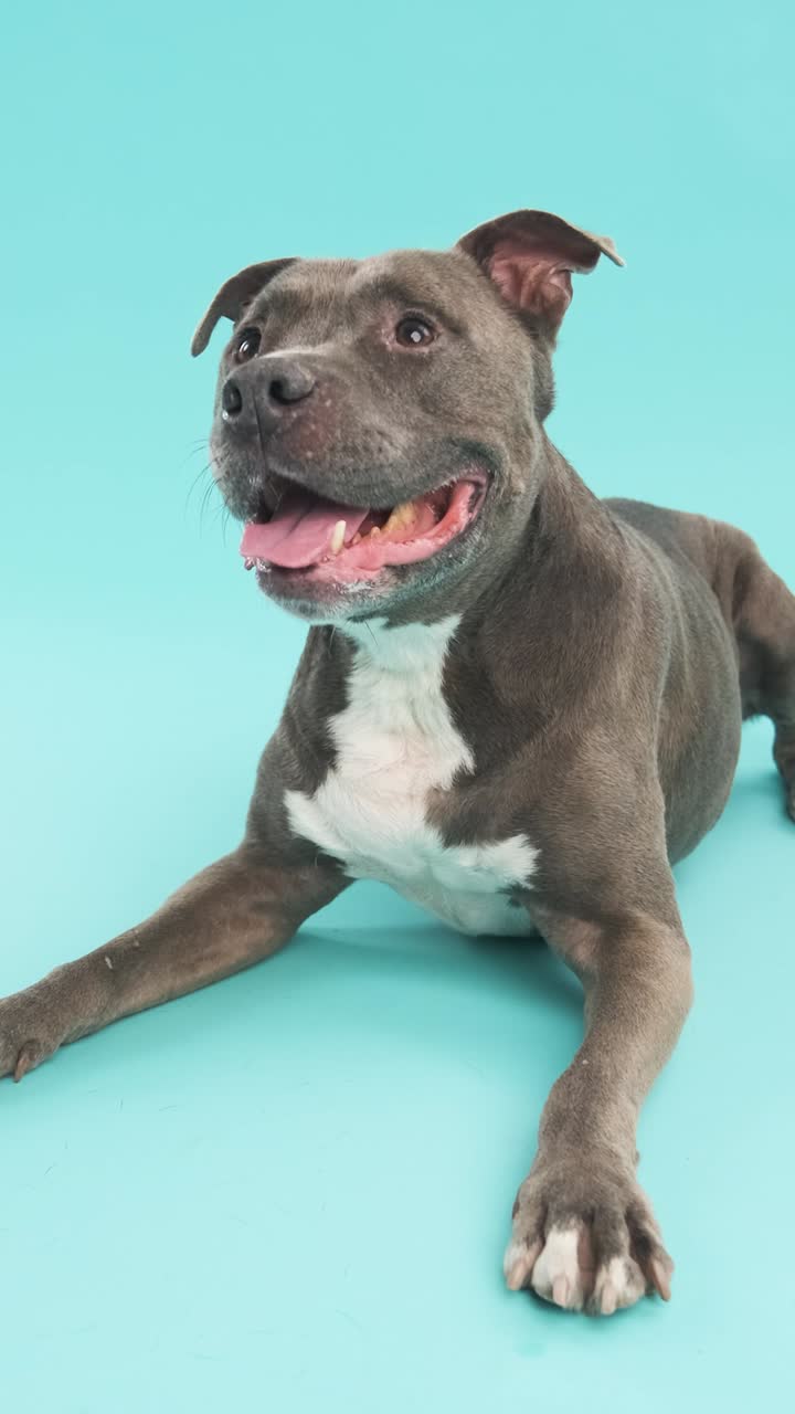 American Pitbull Terrier lying in blue background studio with copy space