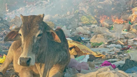 closeup of a sick cow sitting on the waste plastic next to the garbage fire on the open dump yard