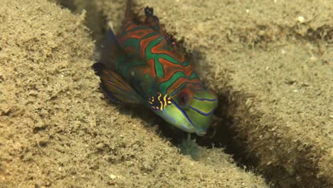 Mandarin-fish-swimming-over-sandy-rock-bottom-in-Palau-Islands