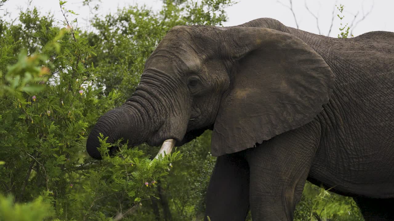Elephant eating from a bush
