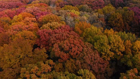 close-up-drone-aerial-4k-footage-of-bright,-colorful-tops-tree-leaves-in-fall