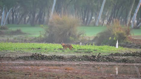 Golden-Jackal-in-Morning-of-Winter