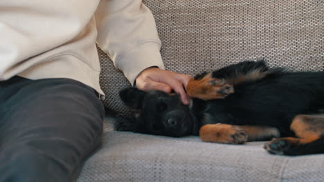 la dueña de una perra negra acaricia a su mascota acostada en la espalda sobre un perro acariciador natural en el sofá y disfruta del cálido ambiente hogareño