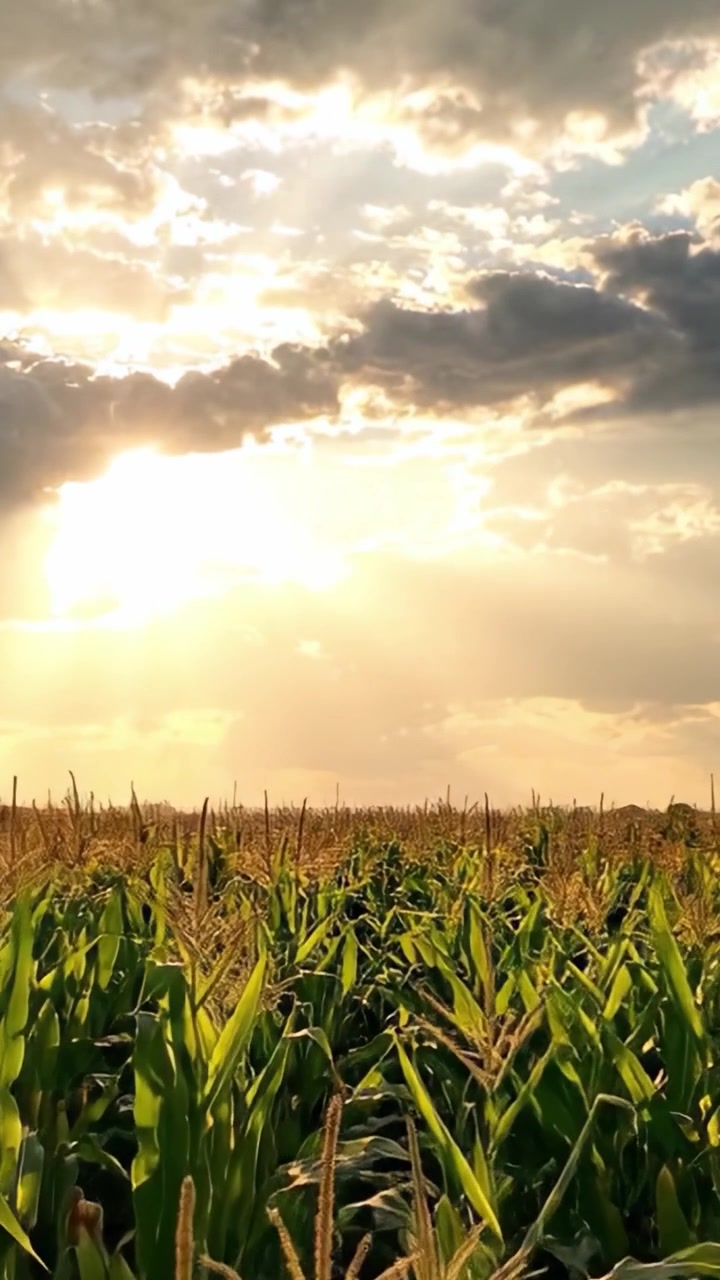 A Serene Cornfield Illuminated by the Warm Glow of the Rising Sun, With Lush Green Stalks Reaching Towards the Sky Beneath a Dramatic Cloudscape