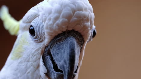 close-up of a sulphur-crested cockatoo