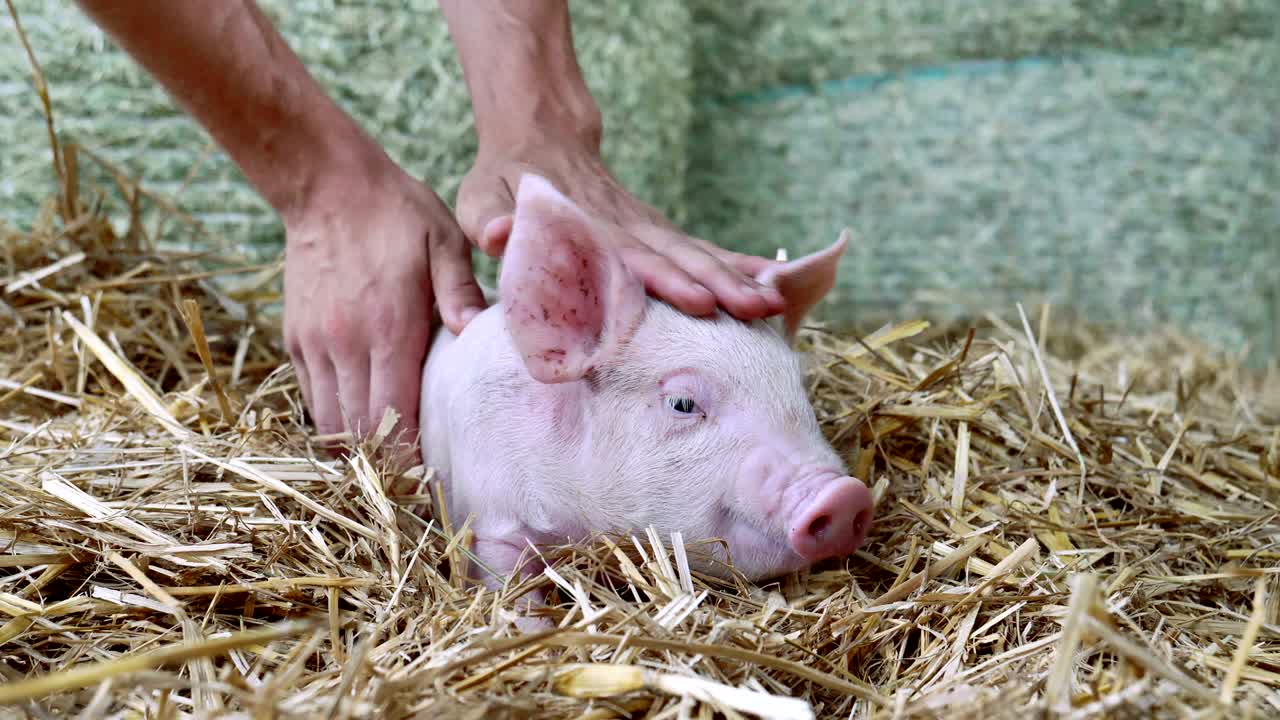 un cerdito recién nacido de pie en una paja en la granja. concepto de biológico, salud animal, amistad, amor a la naturaleza. estilo vegano y vegetariano. respeto por los animales.