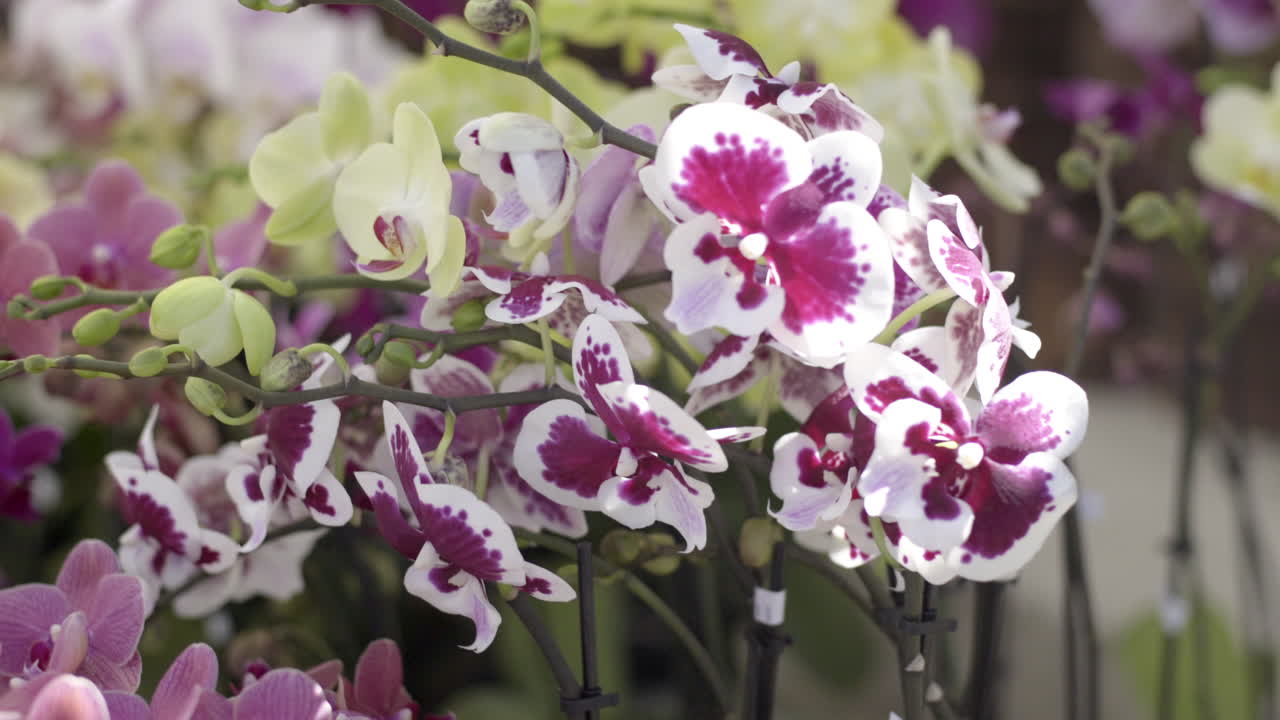 Vibrant Display of Colorful Orchid Blooms