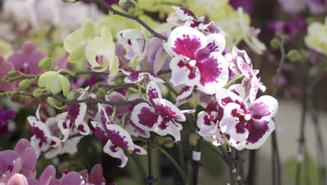 vibrant display of colorful orchid blooms