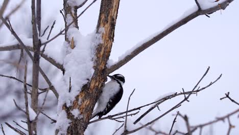 Down-Woodpecker-in-slow-motion