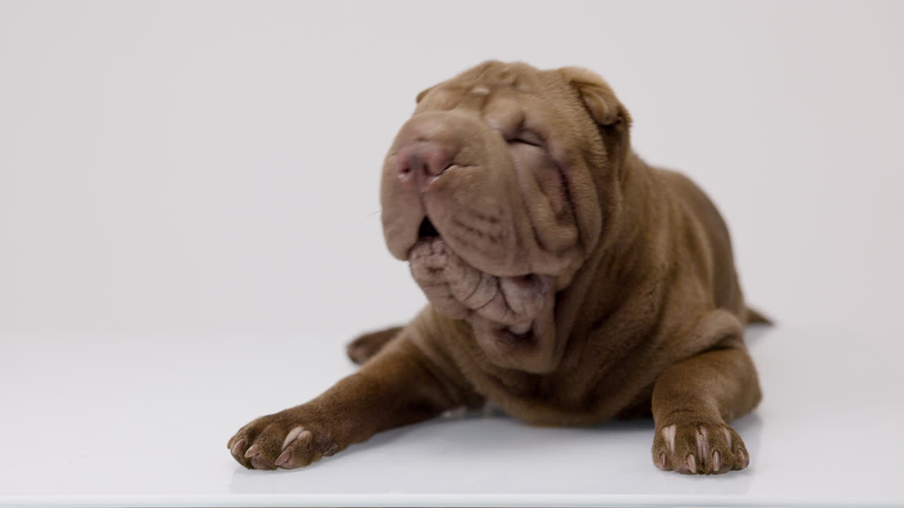 색 배경 에 누워 있는 샤르 페이 강아지