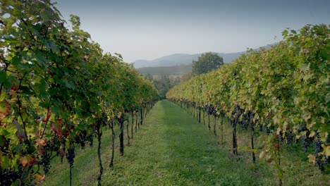 low angle shot of rows of vines and grapes ready for harvest in early fall