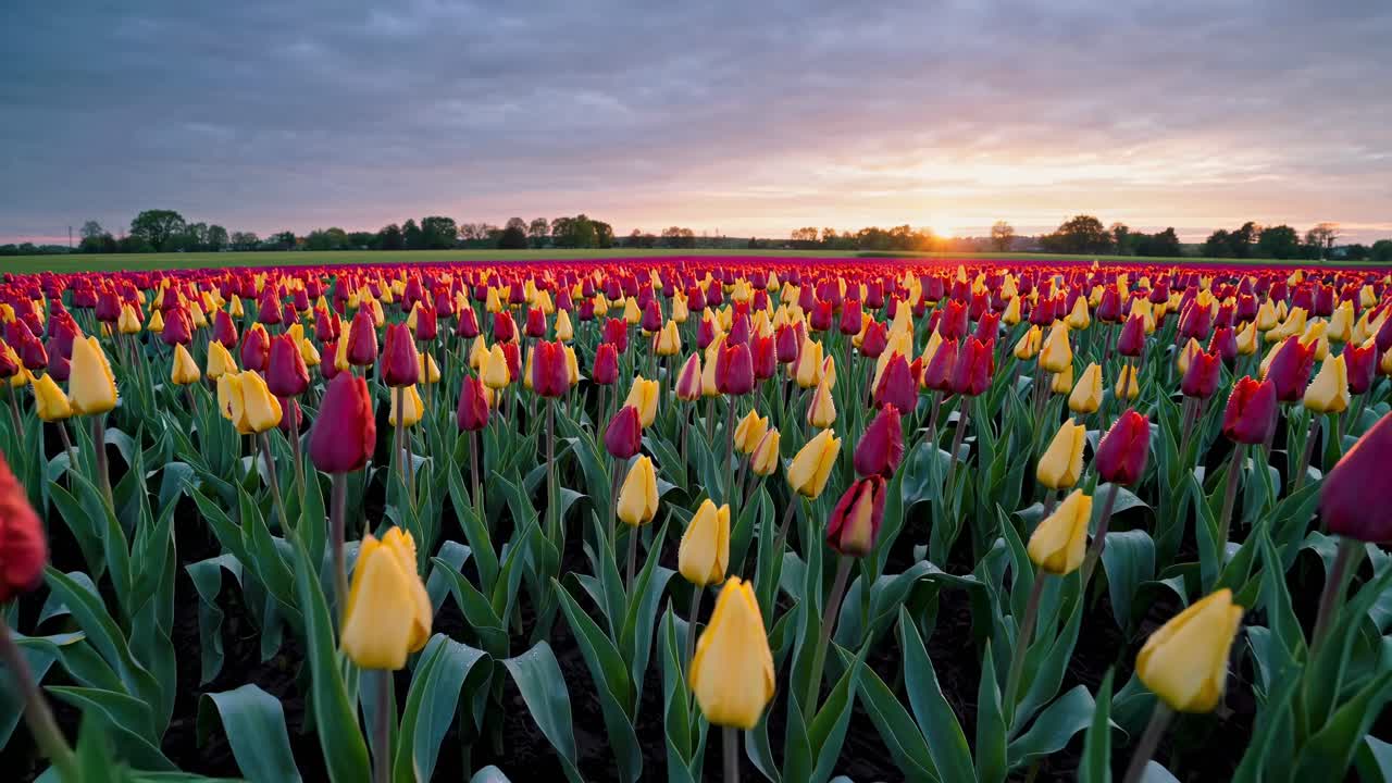 Luce solare che illumina un vasto campo di tulipani, vivaci fiori rossi e gialli che si estendono all'orizzonte durante un'alba dorata, creando un paesaggio naturale mozzafiato con un cielo dai toni arancioni e viola.