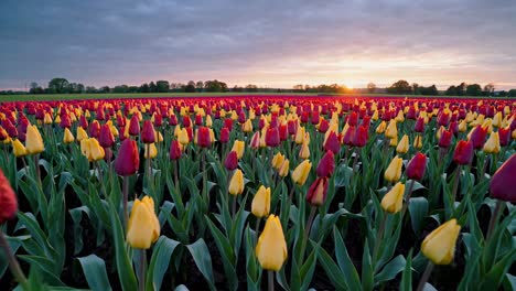 la luz del sol ilumina el extenso campo de tulipanes, las vibrantes flores rojas y amarillas se extienden a través del horizonte durante el amanecer dorado, creando un paisaje natural impresionante con un cielo suave naranja y púrpura.