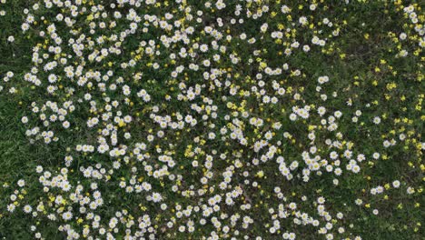 low flight with a drone filming in an overhead view in a meadow full of matricaria recutita chamomile flowers mixed with other flowers and with a green background of herbs and stems