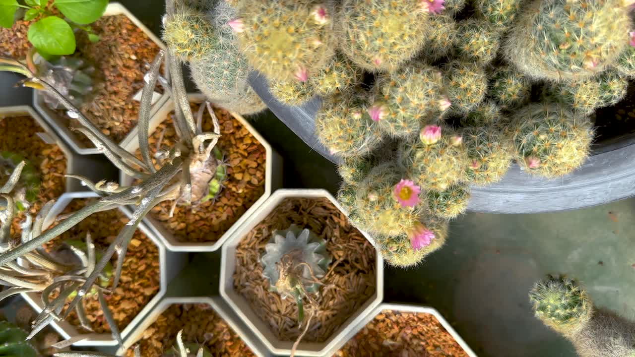 온실 환경에서 다양한 티