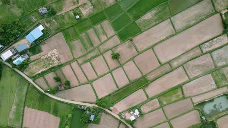 high aerial scenery view of green rice fields nature and village