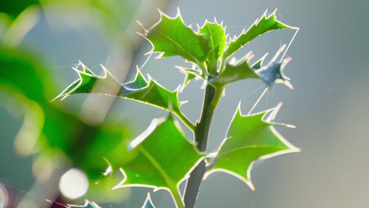 화려한 홀리 덤불의 클로즈업 영상, 아침  ⁇ 빛의 배경 조명, 활기찬 초록색 잎이 반 ⁇ 이는, 그리고 빨간색 크리스마스 베리가 아침 이슬로 반 ⁇ 이는