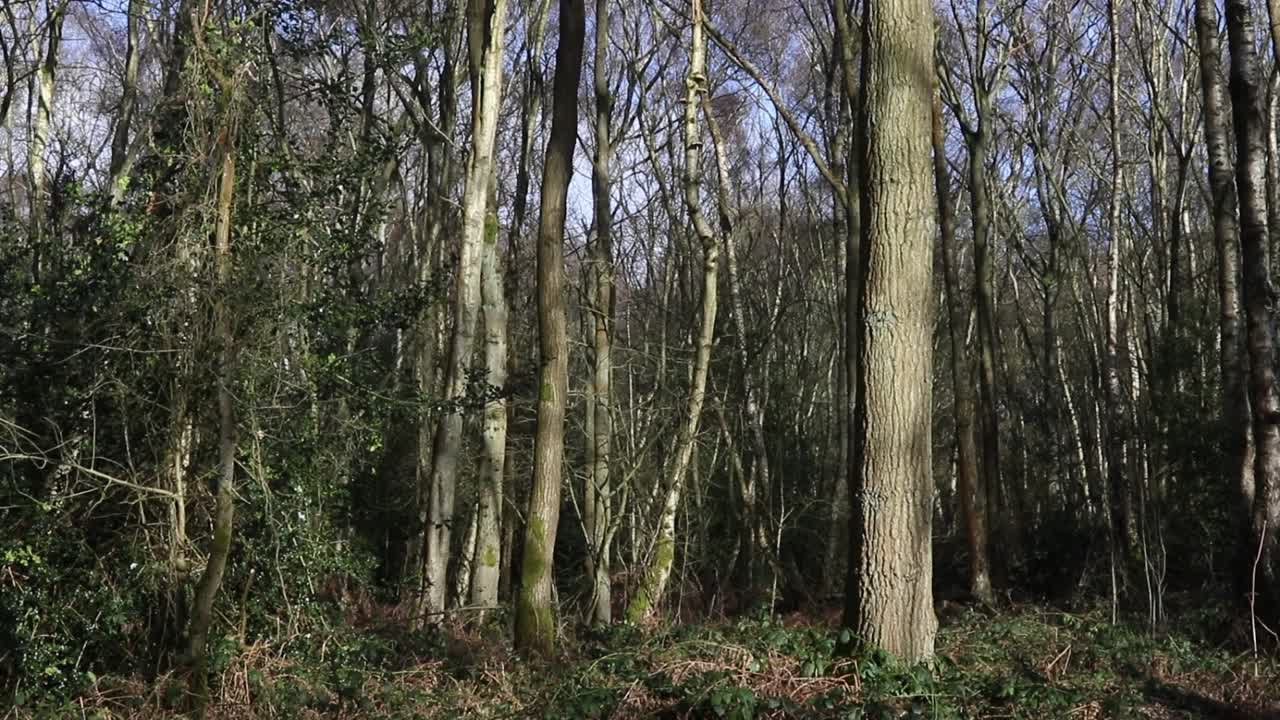 bosque mixto a mediados de febrero