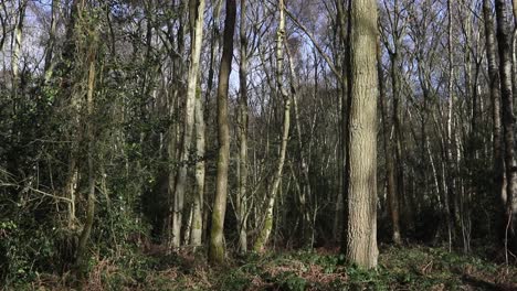 mixed woodland in mid- february