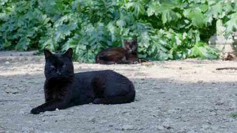 black cats in a garden