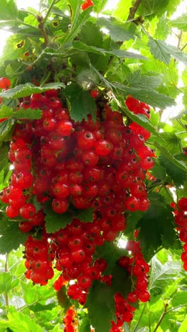 Red Currants Hanging from Branch