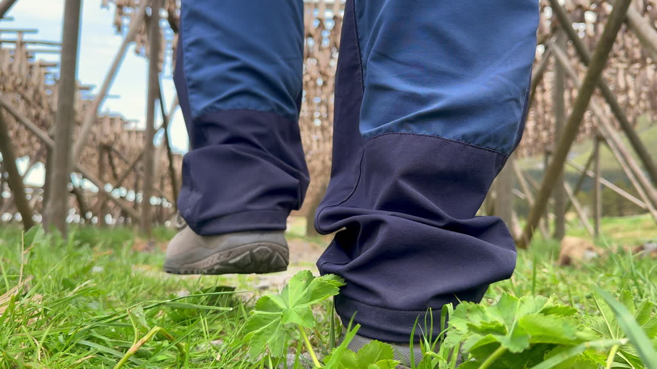 Man walking through traditional wooden racks used for drying stockfish in Norway