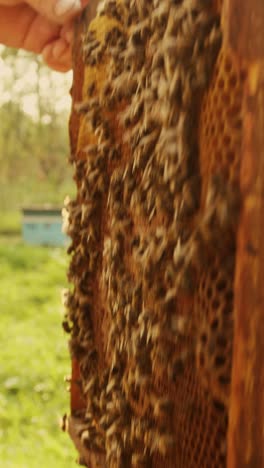 honeycomb with bees
