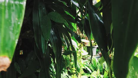 Alejándose-Del-Bosque-Natural-De-árboles-Verdes-Después-De-Llover-Con-Una-Gota-De-Agua-En-Las-Hojas-De-Los-árboles