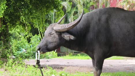 water buffalo in a rural setting