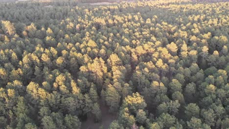 Disparo-De-Drone-De-Paso-Elevado-De-Lado-Con-Copas-De-árboles-De-Bosque-De-Coníferas-En-Nebraska-En-Un-Día-Soleado