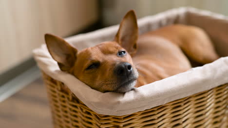 Vista-De-Cerca-Del-Pequeño-Perro-Marrón-Acostado-Y-Relajado-En-Una-Canasta-De-Mimbre