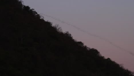 silueta de una ladera de la montaña con una nube de murciélagos que desciende mientras cazan comida durante la noche, chiroptera, tailandia
