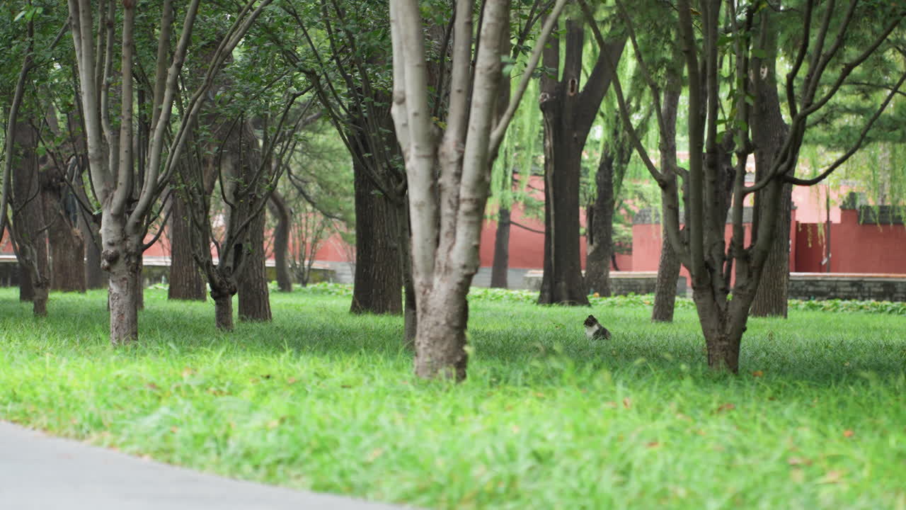 Hutan kota bermandikan matahari dengan hamparan rumput, rumpun batang ramping membentuk kanopi dedaunan di atas rumput hijau cerah di samping jalan setapak beraspal dan dinding bata merah, cahaya pagi menyaring dedaunan, burung-burung kecil.