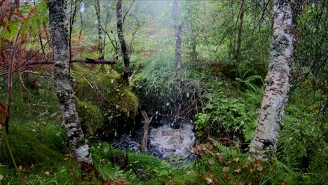 projectile hits small water stream and water bursting into the air in exlosion like motion - slow motion of water rising into the air in between trees and greenery