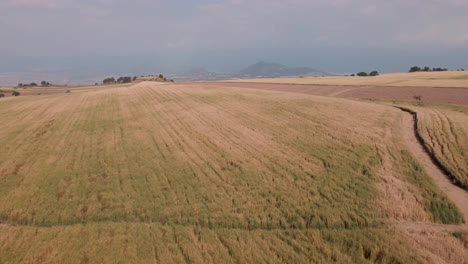 vista aérea de un campo de trigo en el campo