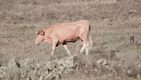 Alentejana-Kuh,-Die-Auf-Einem-Sommerfeld-In-Der-Provinz-Alentejo-Spaziert