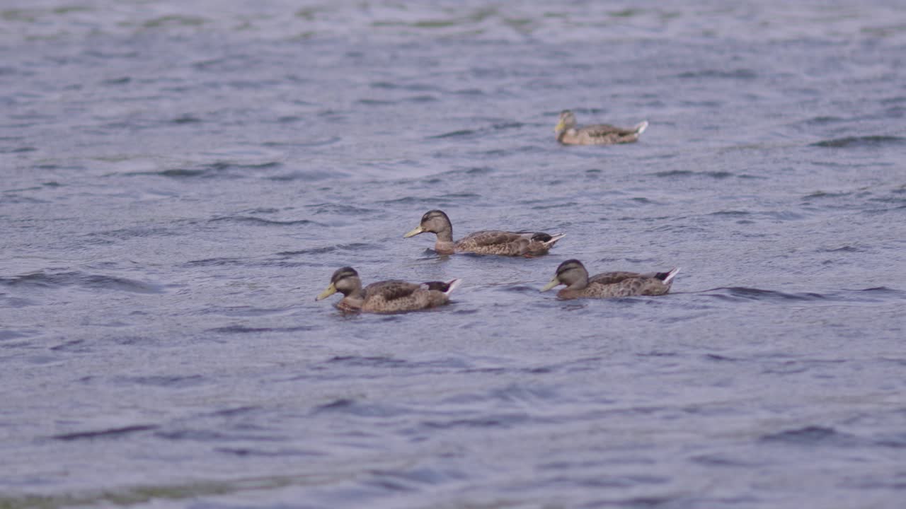 영국 데본 트렌치포드 저수지의 물에서 수영하는 오리들의 영상