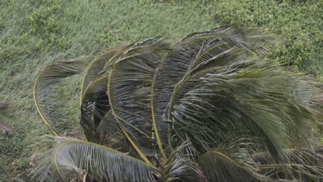 hurricane storm in caribbean with bent palm tree, strong wind and rain