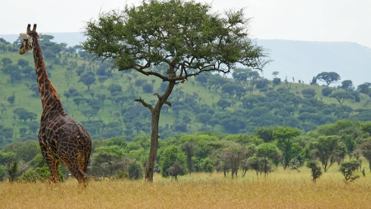 Giraffe walking along the grassland across the frame, savanna closeup static