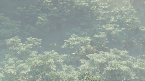 fog covered jungle rainforest landscape