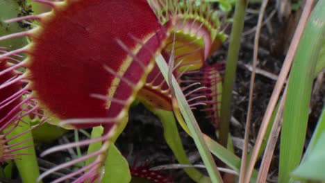 a moving shot over a bunch of carnivorous venus flytraps