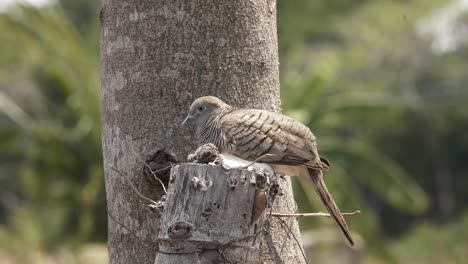 Paloma-Madre-Y-Su-Bebé-Posan-En-El-Nido-Hecho-En-El-árbol