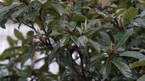 drops of rain dripping on green leaves of loquat also known as eriobotrya japonica, evergreen tree