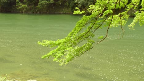 Shot-of-a-tree-branch-hanging-over-a-river-in-Kyoto,-Japan-4K-summer